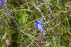 Thelymitra cyanea