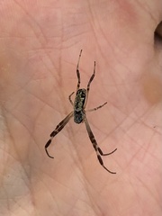 Trichonephila edulis
