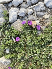 Calibrachoa parviflora