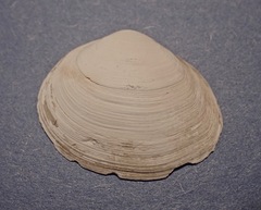 Macoma inquinata