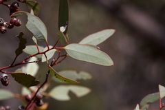 Eucalyptus socialis
