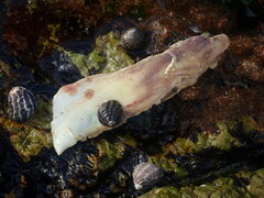 Isognomon ephippium