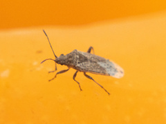 Orsillinae