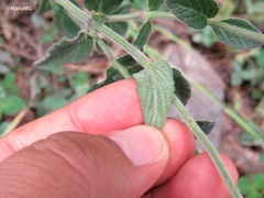 Salvia helianthemifolia
