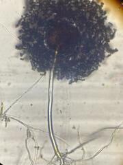Aspergillus