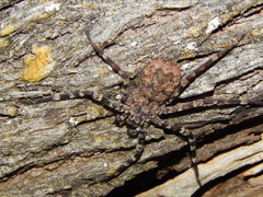 Selenops radiatus