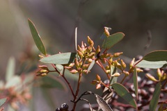Eucalyptus socialis