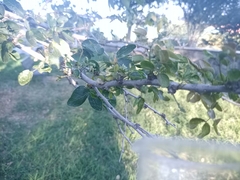 Celtis pallida