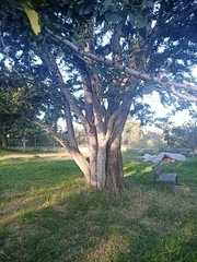 Celtis pallida