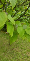 Actinidia chinensis