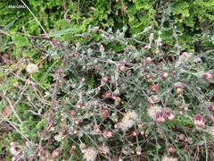 Pseudoconyza viscosa