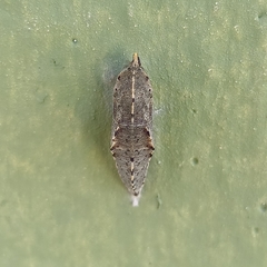 Pieris rapae rapae