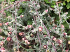 Pseudoconyza viscosa