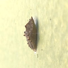 Pieris rapae rapae