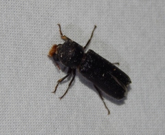 Bostrichidae