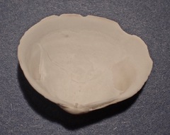 Macoma inquinata