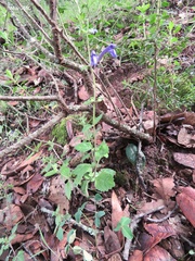 Scutellaria dumetorum