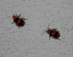 Sonchia sternalis