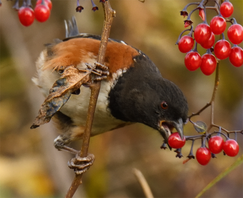 Spotted Towhee illustration