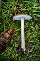 Melanoleuca melaleuca