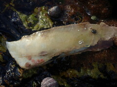 Isognomon ephippium