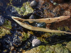Isognomon ephippium
