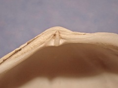 Macoma inquinata