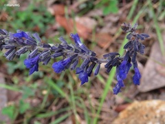 Salvia helianthemifolia