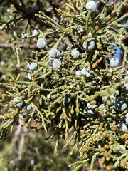 Juniperus occidentalis