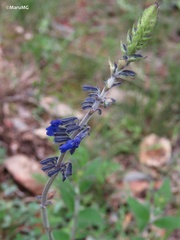 Salvia helianthemifolia