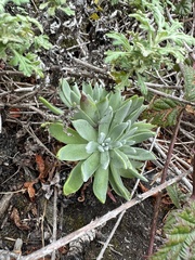 Dudleya farinosa