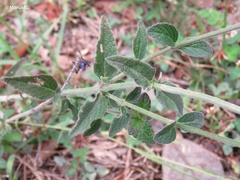 Salvia helianthemifolia
