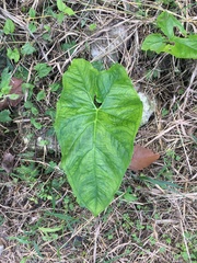 Xanthosoma