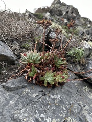 Dudleya farinosa