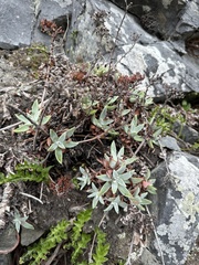 Dudleya farinosa