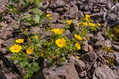 Potentilla × prostrata