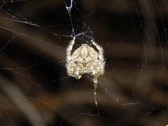 Caerostris sexcuspidata