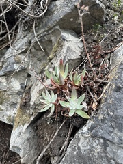 Dudleya farinosa