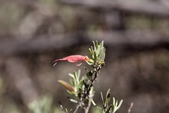 Eremophila glabra