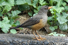 Turdus abyssinicus