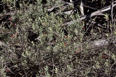Eremophila glabra