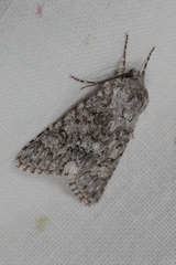 Acronicta euphorbiae