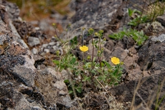 Potentilla × prostrata