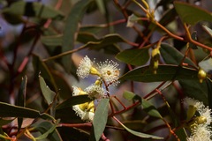 Eucalyptus incrassata