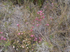 Boronia crenulata