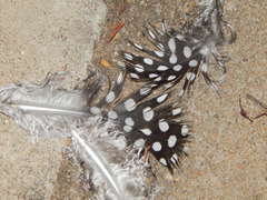 Numida meleagris mitratus