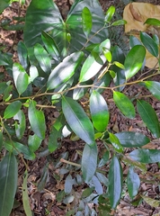 Diospyros australis