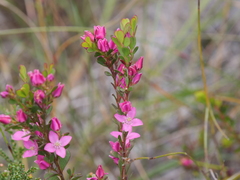 Boronia crenulata