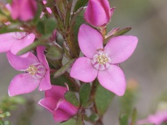 Boronia crenulata