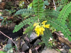 Sophora fraseri